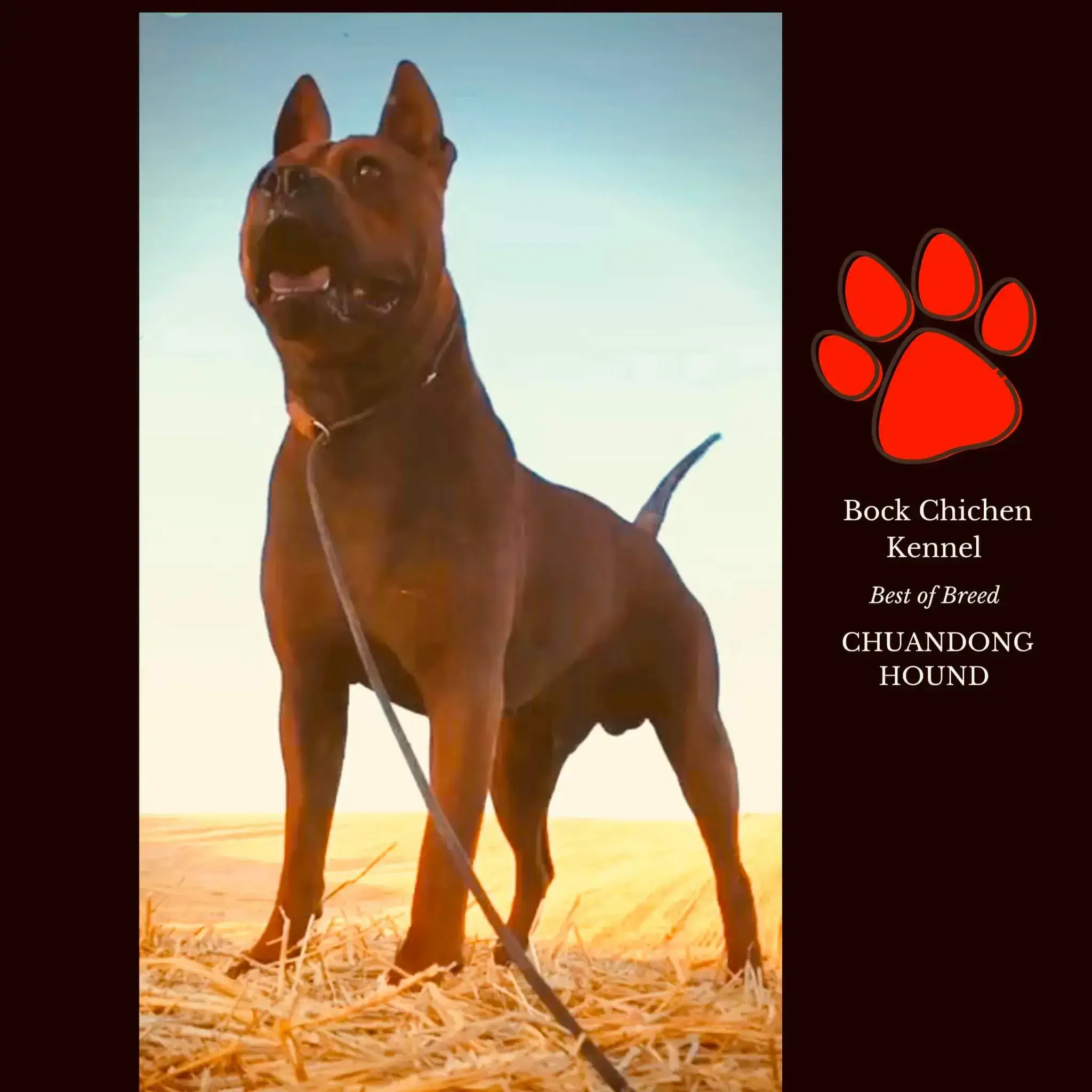 Chi Chen Bock